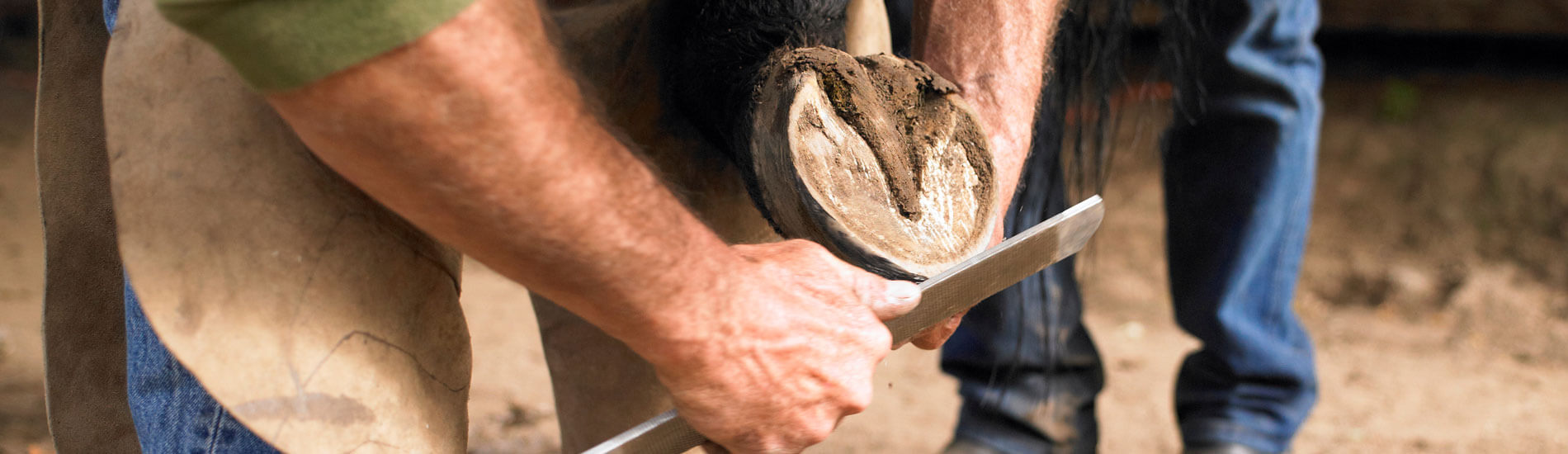 Farrier Filing Unshod Horse Hoof